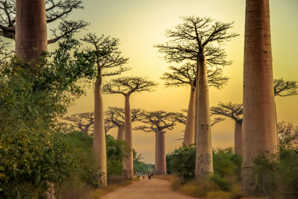 Arbre de Baobab