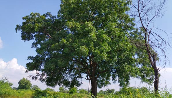 Arbre du Neem
