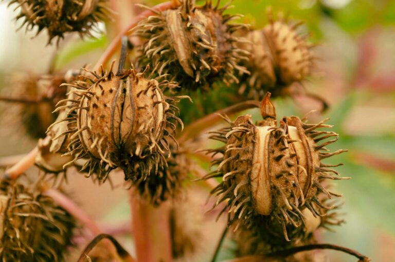 Graine de ricin Photo de Godfrey Claud: https://www.pexels.com/fr-fr/photo/sec-centrale-plante-botanique-10607643/