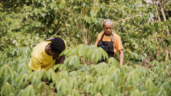 tourteaux de neem pour exploitation agricole